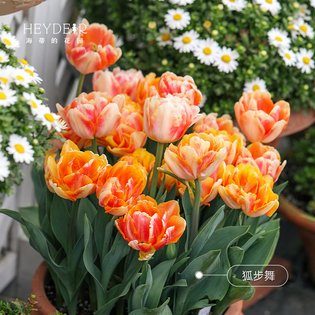 Heidi's Garden Tulip Bulbs Natural Balls Candy Prince Balcony Potted Plants Garden Potted Bulbs Can Be Planted in the Ground
