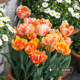 Heidi's Garden Tulip Bulbs Natural Balls Candy Prince Balcony Potted Plants Garden Potted Bulbs Can Be Planted in the Ground