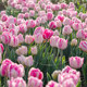 Heidi's Garden Tulip Bulbs Natural Balls Candy Prince Balcony Potted Plants Garden Potted Bulbs Can Be Planted in the Ground