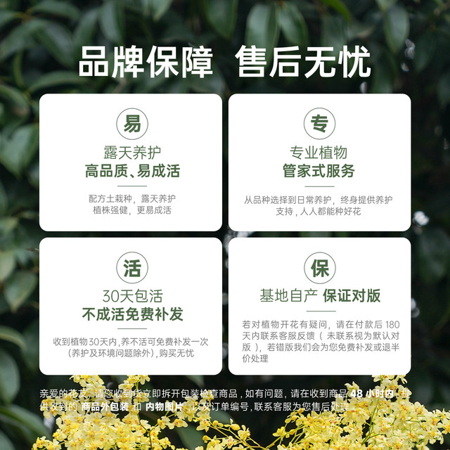 Heidi's Garden Wenxin Orchid Pot Plant Indoor Orchid Plant Office Desktop Green Plant Haima Home Chengdu Main Store