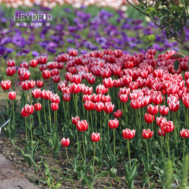 Heidi's garden tulip bulb 5-degree ball flame flag balcony potted courtyard can be planted with bulbs and sea mother