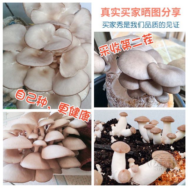 Mushroom bags, mushroom planting bags, oyster mushrooms, shiitake mushrooms, ganoderma lucidum, enoki mushrooms, self-sown strains, home cultivation