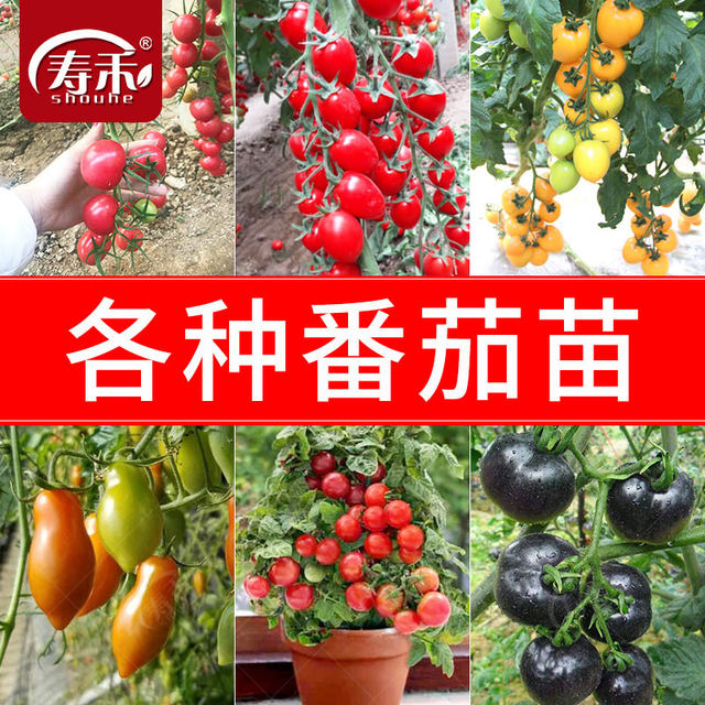 Four Seasons Small Tomato Seeds Millennium Cherry Tomato Dwarf Tomato Seedlings Potted Vegetable Seedlings and Fruit Seedlings