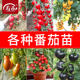 Four Seasons Small Tomato Seeds Millennium Cherry Tomato Dwarf Tomato Seedlings Potted Vegetable Seedlings and Fruit Seedlings