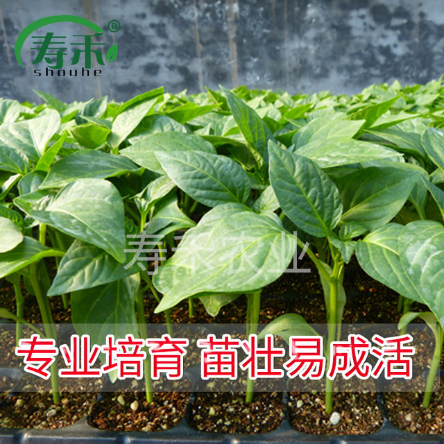 A complete collection of pepper seed seedlings, various upward pepper seedlings, millet pepper, millet, spicy four-season vegetable seeds and seedlings