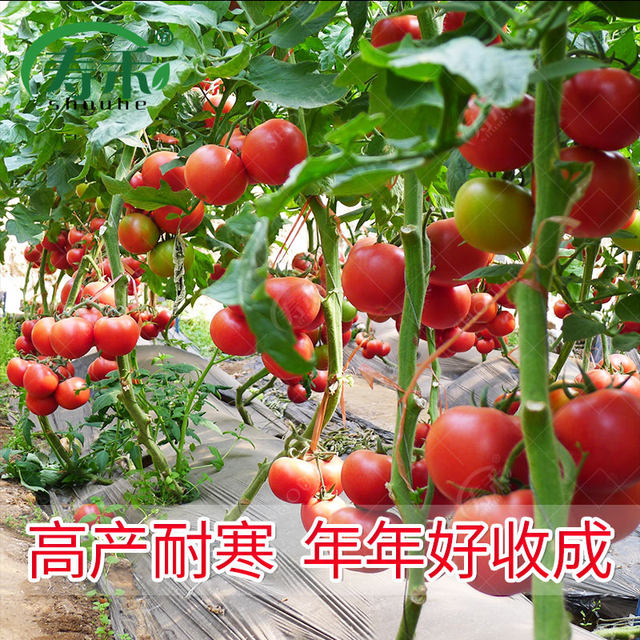 Tomato seed seedlings, large tomato seeds, vegetable seedlings, vegetable seedlings, small dwarf black rice seedlings, complete vegetable varieties in summer