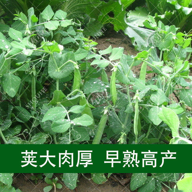 Dutch bean seed seeds pea seeds sweet vegetables pea seeds seeds soln seeds seeds broad bean rapeseed tip beans