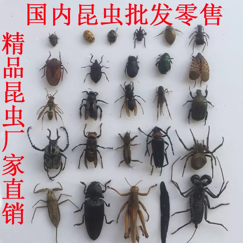 甲虫真实昆虫标本金龟子扁锹甲昆虫学生观察教学div收藏送礼