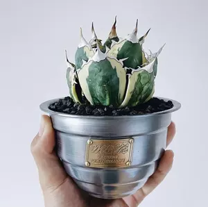 块根黑 新人首单立减十元 22年4月 淘宝海外