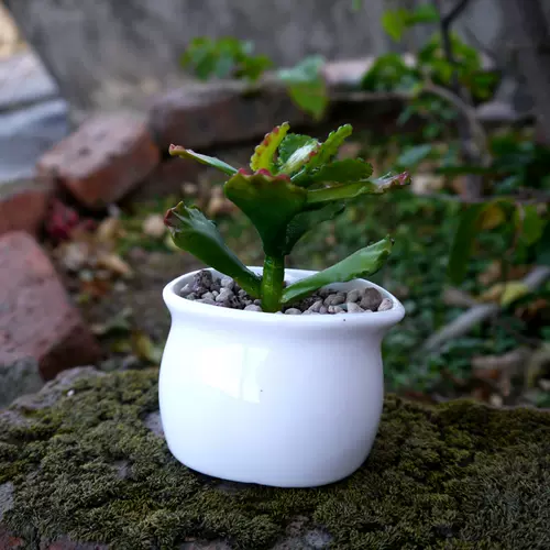 圆形花器盆栽 新人首单立减十元 22年2月 淘宝海外