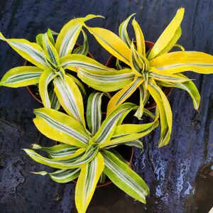 金边巴西铁盆栽 新人首单立减十元 22年9月 淘宝海外