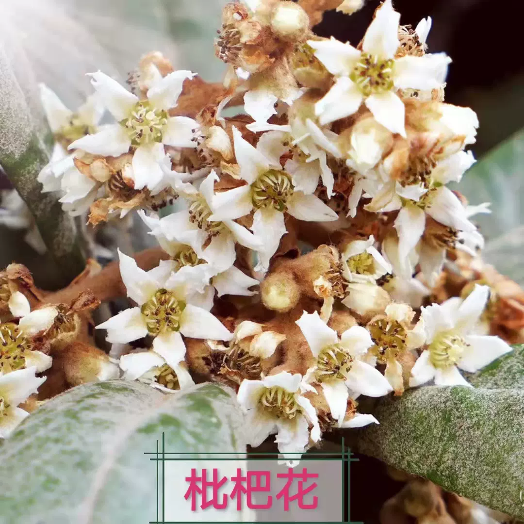 新品纯天然农家琵琶花蕾花茶纯白枇杷花干煲汤材料食用儿童