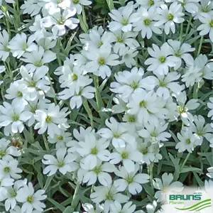 夏雪草 Top 65件夏雪草 23年2月更新 Taobao 夏雪草 Top 65件夏雪草 23年2月更新 Taobao