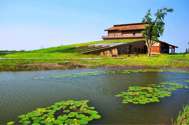 杭州湾国家湿地公园图片