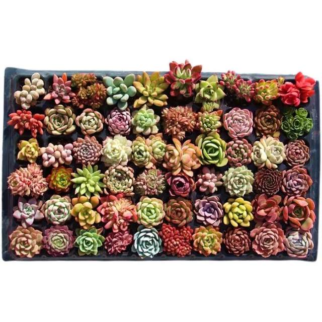 Succulent plant peach egg jade dew ice jade orange Monroe bear boy ruby ​​chihuahua money string expensive goods combination set meal