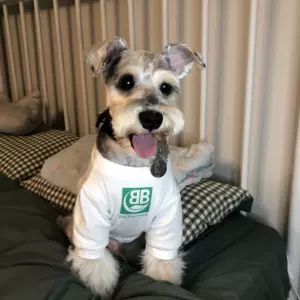 狗狗衣服大型犬两脚 新人首单立减十元 22年3月 淘宝海外