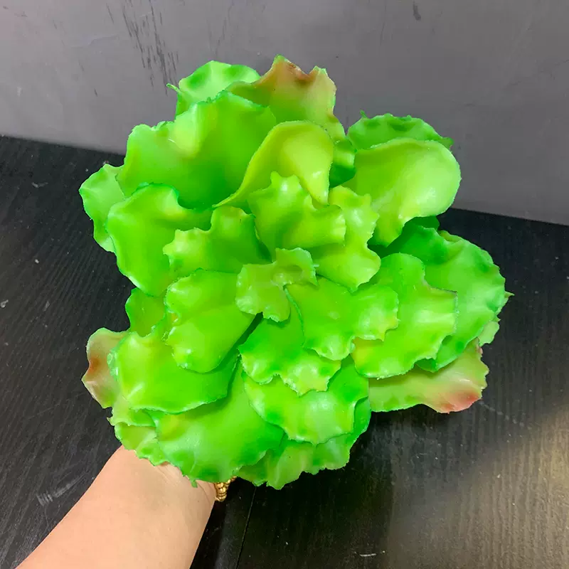 白菜花盆栽 新人首单立减十元 21年10月 淘宝海外 白菜花盆栽 新人首单立减十元 21年10月 淘宝海外