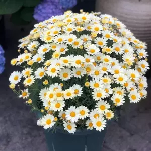 太阳花盆栽庭院 新人首单立减十元 22年3月 淘宝海外