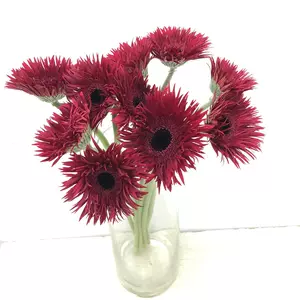 非洲菊花束 新人首单立减十元 22年10月 淘宝海外 非洲菊花束 新人首单立减十元 22年10月 淘宝海外