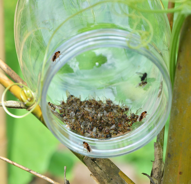 Fruit fly trap orchard vegetable sweet potato fruit fly needle wasp fruit fly attractant contains catcher lure
