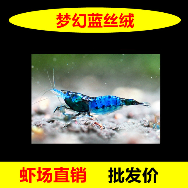 Sapphire ornamental shrimp, light crystal shrimp, algae removal shrimp ...