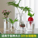 Hydrophilic utensils plastic transparent cylindrical flower pot vegetable bean seeds meaty lychee sweet potato planting basket planting bottle