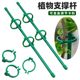 Plant support pole Monstera flower support frame green plant gardening vegetable tomato climbing pergola anti-lodging fixed artifact