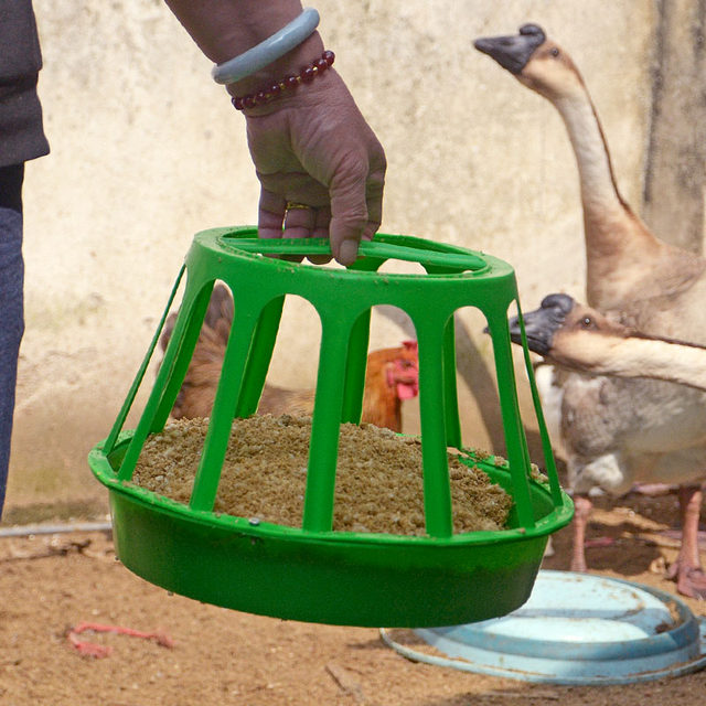 Feed trough for poultry breeding, large chicken trough, cooked glue, round chicken feeding trough, automatic drinking fountain for chickens
