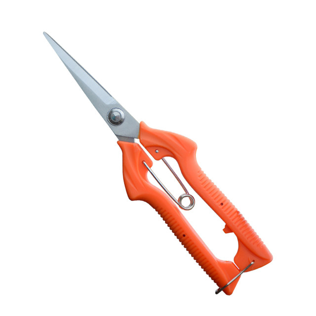 Sagawa field thin fruit picking scissors, fruit thinning, gardening twig saw, grapevine betel nut, orange citrus pruning shears