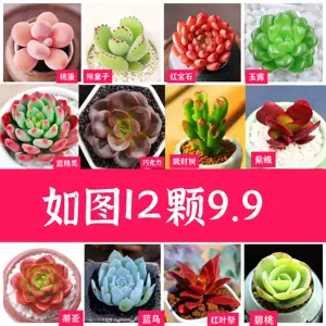 熊童子花 新人首单立减十元 22年7月 淘宝海外 熊童子花 新人首单立减十元 22年7月 淘宝海外
