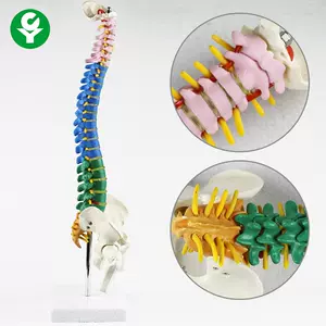 脊椎盘骨神经模型- Top 100件脊椎盘骨神经模型- 2023年11月更新- Taobao