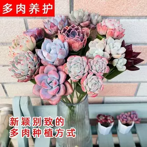 云龙园艺- 淘宝网|Taobao