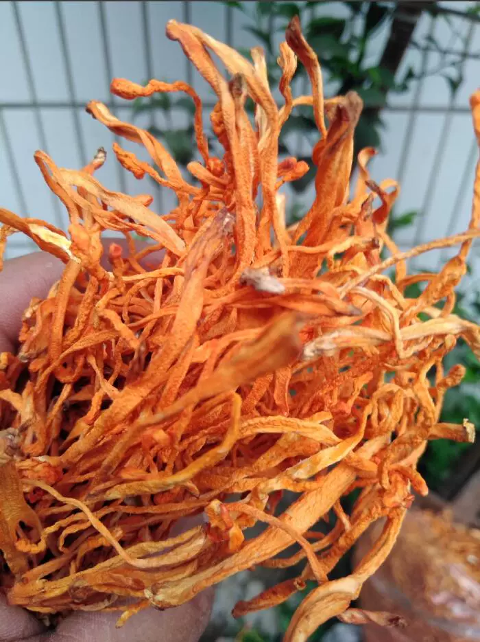 北冬虫夏草冬虫草夏草花250克多省包邮夏草炖汤凉拌 北冬虫夏草冬虫草夏草花250克多省包邮夏草炖汤凉拌