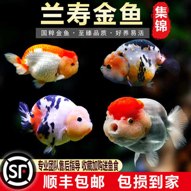 Chinese quintessence cold water goldfish boutique Lanshou ornamental