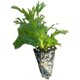 Margaret flower seedlings asexual perennial flower flower blossom machine 28 yuan