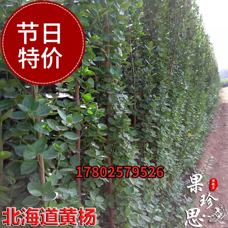 北海道黄杨苗 新人首单立减十元 21年10月 淘宝海外