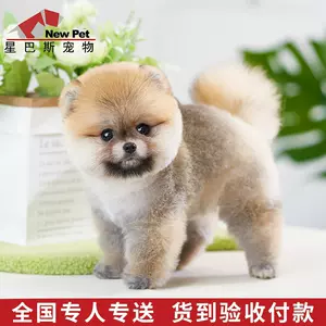 博美犬幼犬黄色 新人首单立减十元 22年3月 淘宝海外 博美犬幼犬黄色 新人首单立减十元 22年3月 淘宝海外