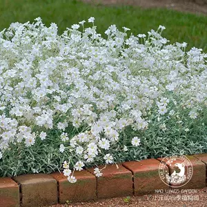 夏雪草 Top 65件夏雪草 23年2月更新 Taobao