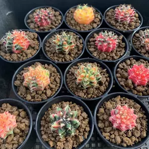 仙人掌牡丹 新人首单立减十元 22年9月 淘宝海外