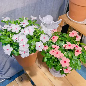 适合阳台的盆栽 新人首单立减十元 22年8月 淘宝海外 适合阳台的盆栽 新人首单立减十元 22年8月 淘宝海外