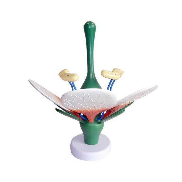 
Peach blossom enlargement model D-type detachable ovary anatomy dicotyledonous plant flower junior high school biology teaching aids gardening view