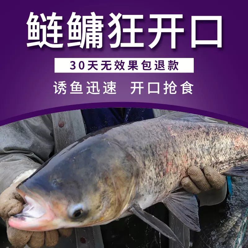 有鱼鲢鳙小药大头鱼饵料酸臭花白鲢专用神器钓