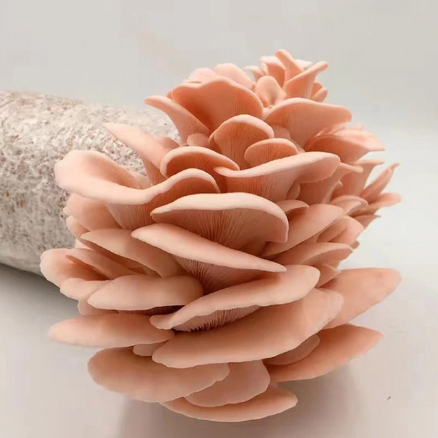 Home Mushroom Mushroom Pack Mushroom Planting Pack Oxygen Rod Shiitake Mushroom Mushroom Edible Mushroom