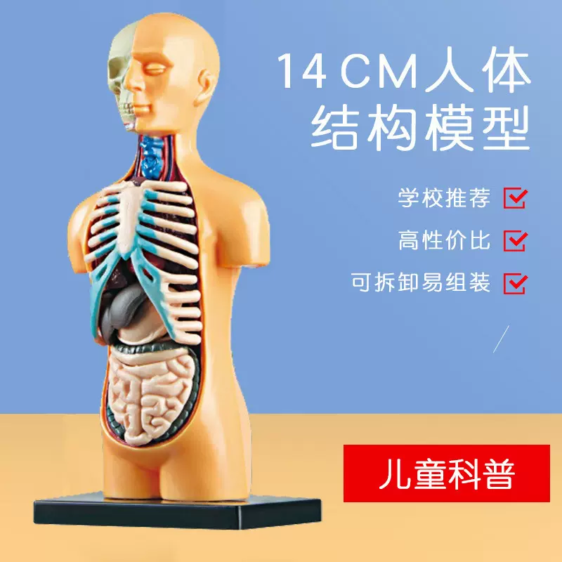 上肢模型／人体解剖模型 〔15分解〕 鉄台付き J-114-4〔〕()