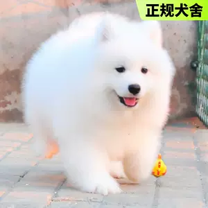 大白熊犬宠物狗 新人首单立减十元 22年8月 淘宝海外