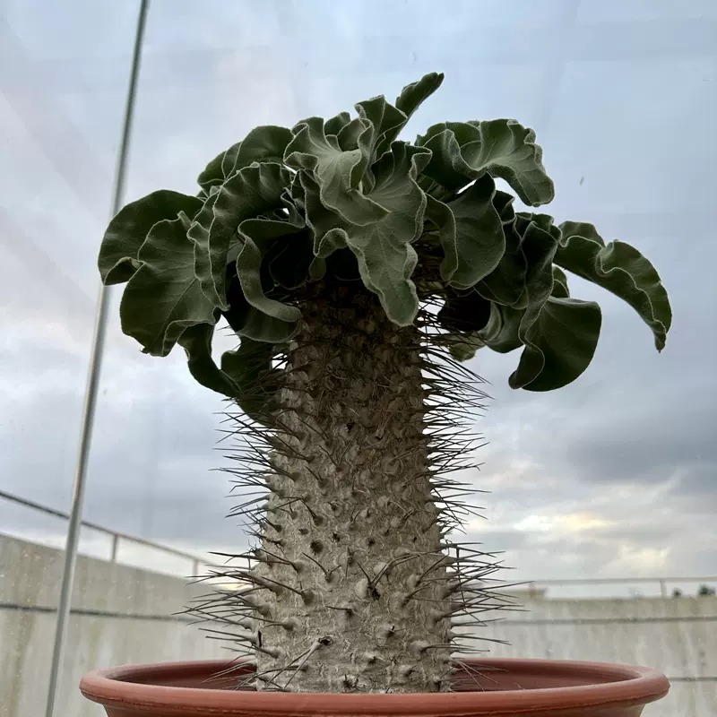 光堂 块根多肉植物 Pachypodium namaquanum 夹竹桃科棒槌树实生-Taobao