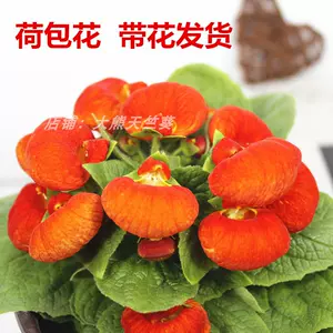 荷包牡丹 新人首单立减十元 22年3月 淘宝海外
