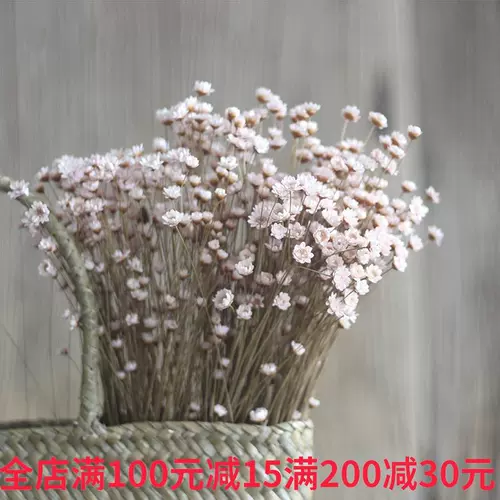 白雏菊花干装饰 新人首单立减十元 22年1月 淘宝海外