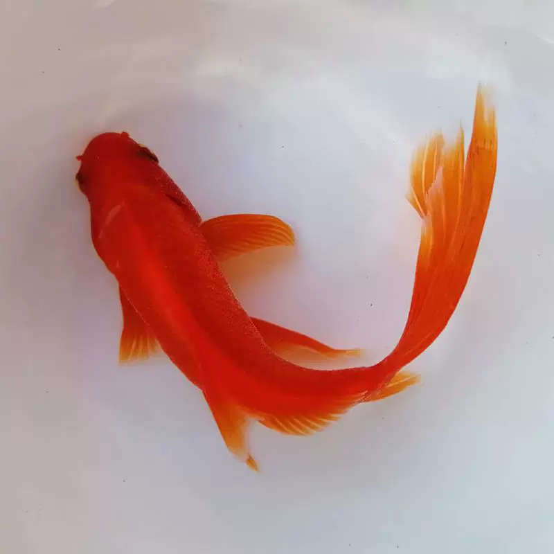 冷水金鱼活体 新人首单立减十元 21年12月 淘宝海外 冷水金鱼活体 新人首单立减十元 21年12月 淘宝海外