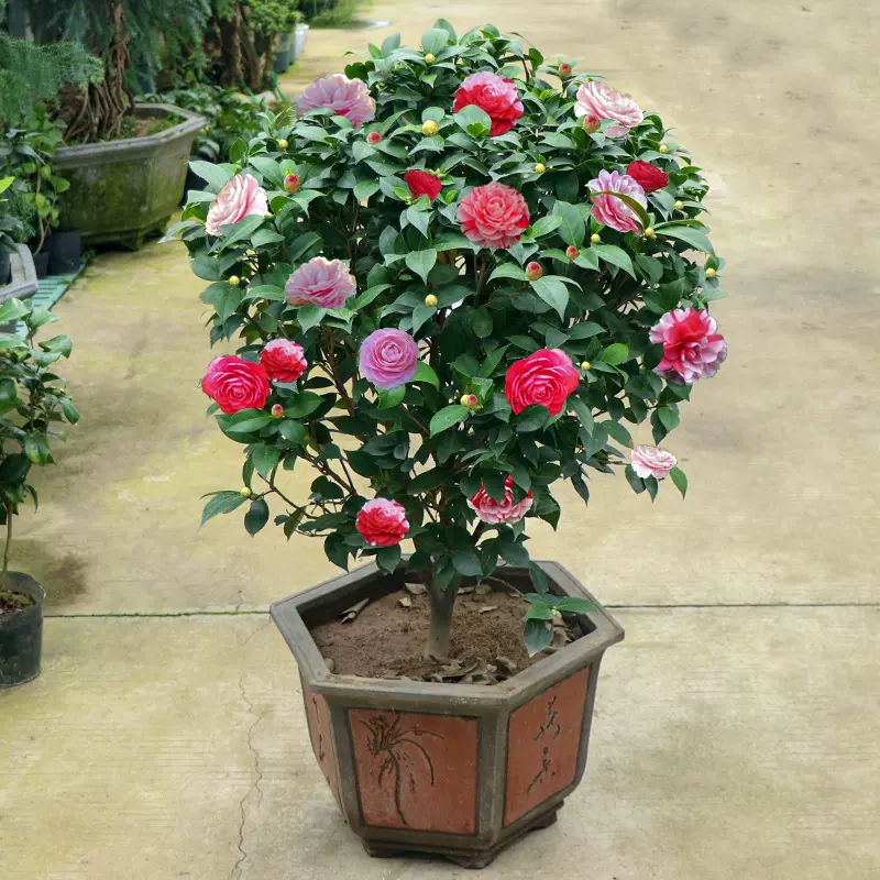 耐寒植物盆栽室内 新人首单立减十元 21年11月 淘宝海外